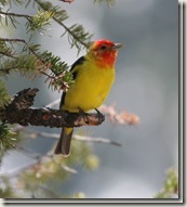 bird8 bird8