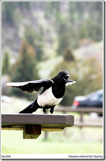 Black-Billed Magpie