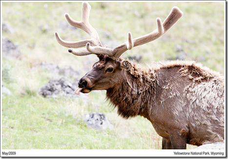 elk elk
