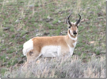 pronghorn antelope