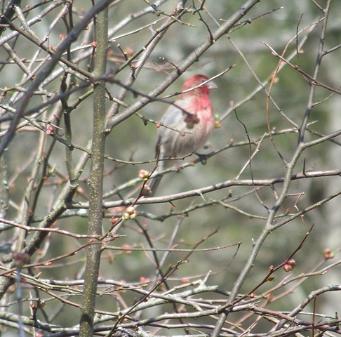 [house finch[3].jpg]