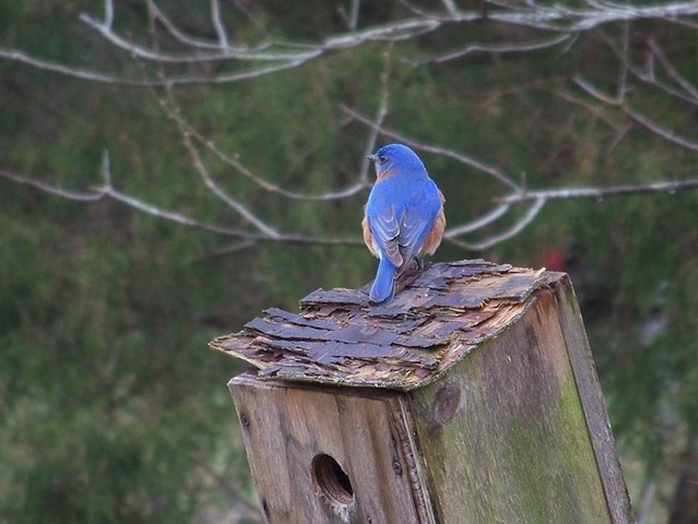 [bluebird on box3a[3].jpg]