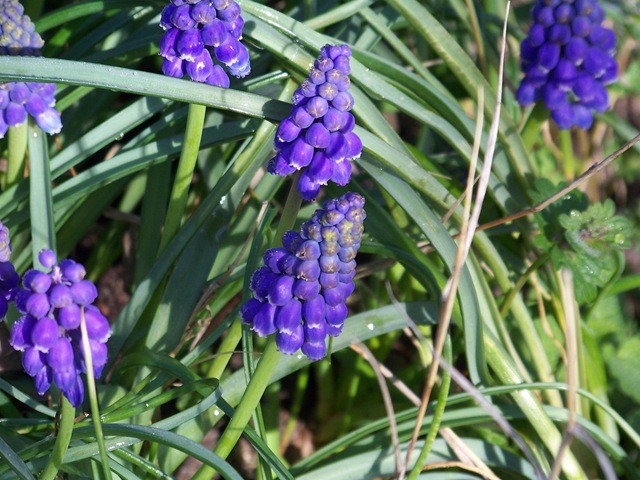 [grapehyacinths3.jpg]
