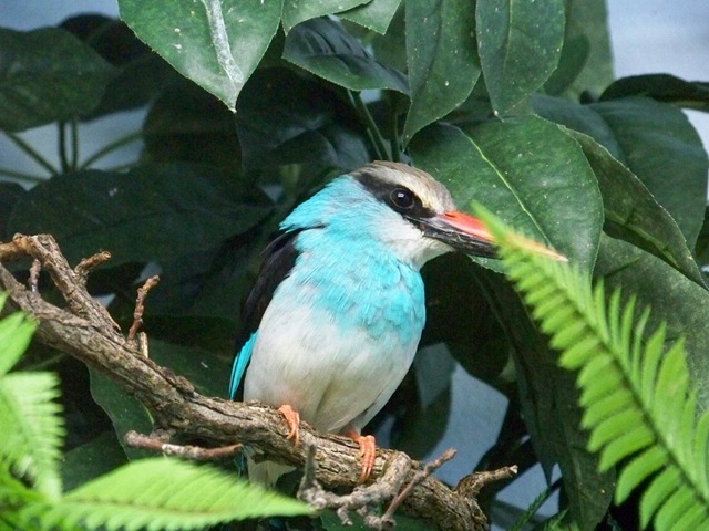 [bird at zoo[4].jpg]