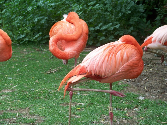 [flamingo[4].jpg]