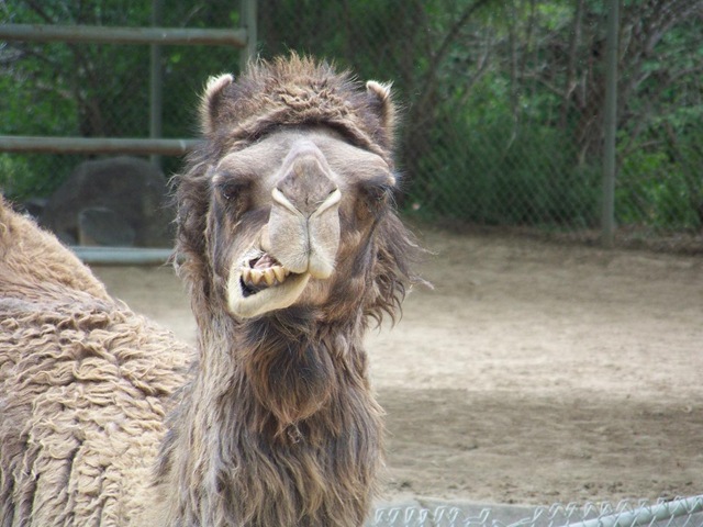 [camel[4].jpg]