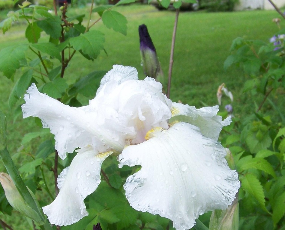 [white iris[4].jpg]