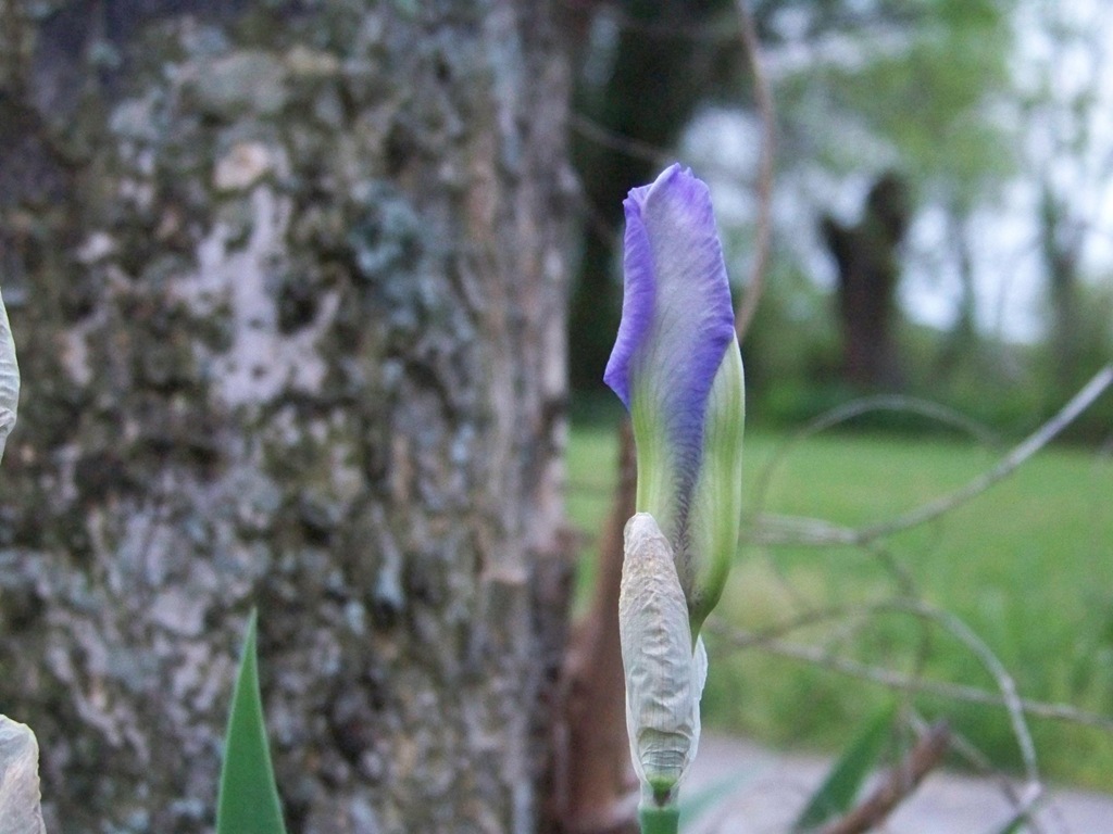 [iris[4].jpg]