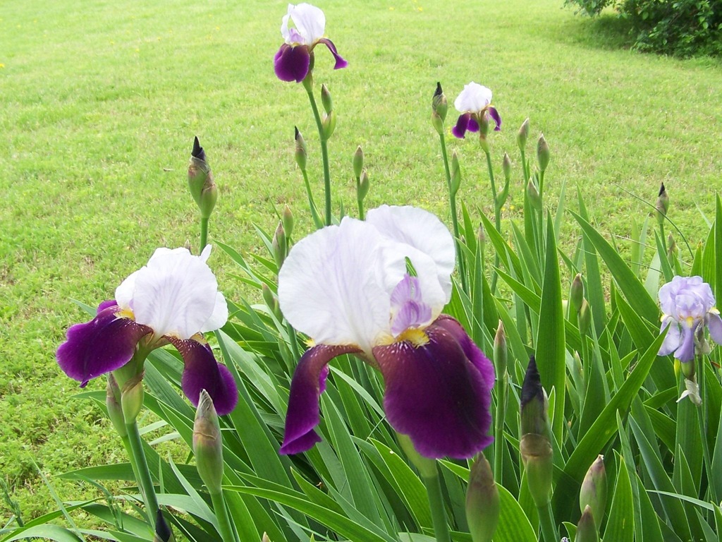 [two toned iris 3[4].jpg]