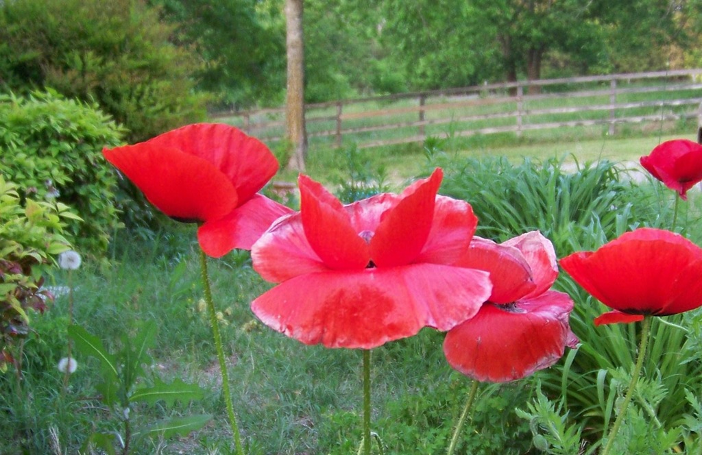 [poppies4.jpg]