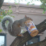 squirrel, red hook, 2nd fl show house