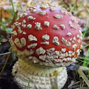 Fly Agaric
