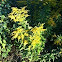 Goldenrod