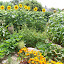 kristiecav's Veg Patch #1 garden
