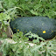 Watermelon - Moon & Stars Seeds