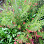 Grevillea Rosmarinafolia