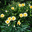 Gazania