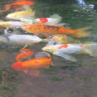 Koi