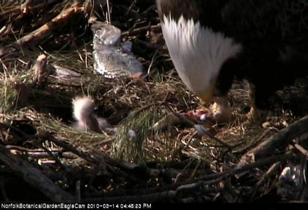 [Eaglecam2[3].jpg]