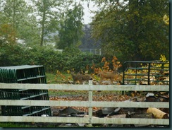 HPIM0343a