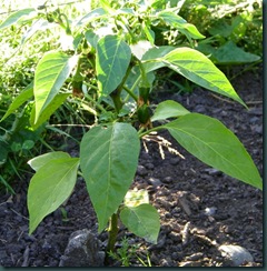 13a
