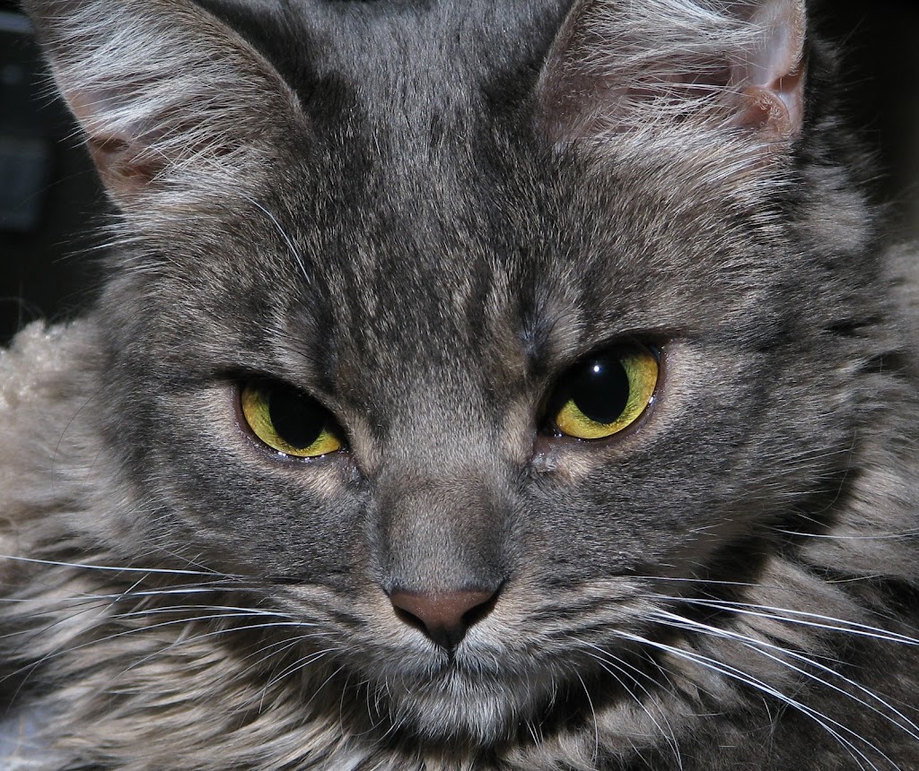 IMAGE: http://lh3.ggpht.com/_uFrS5yCiGps/SX1AAiEvkcI/AAAAAAAAFeQ/hel6dH95X4g/s1024/019.JPG