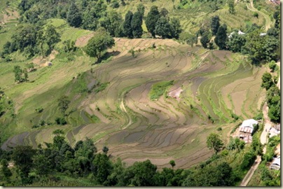 sawah padi