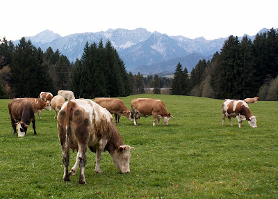 K�he auf der Weide