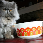 Pyrex bowl and fluffy kitty