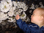 Cherry Blossom Picnic-21.JPG