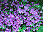 Arboretum-21.JPG