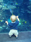 Georgia Aquarium-8.JPG