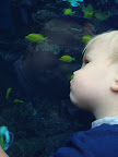 Georgia Aquarium-11.JPG