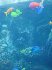 Georgia Aquarium-12.JPG