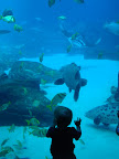Georgia Aquarium-5.JPG