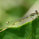 Citrine Forktail (male)