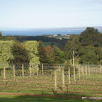 Chef-led journey through the Mornington Peninsula seventeen