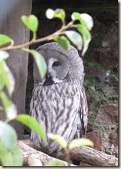 muncaster castle 015