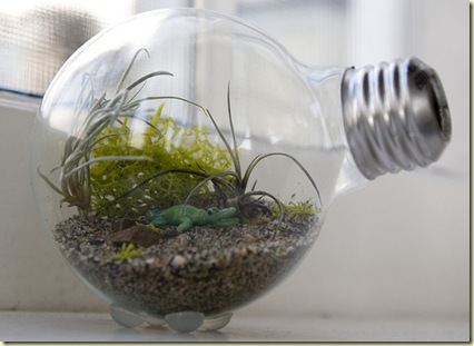 lightbulb-terrarium