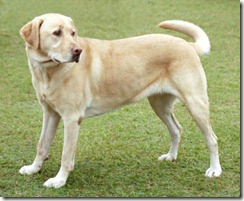 YellowLabradorLooking_new