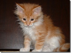 Cat-MaineCoon-Cookie