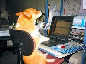 [dog-checking-email-300x225[7].jpg]