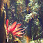 Vriesea