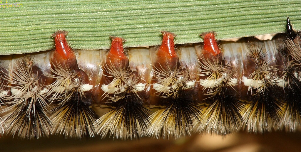 [Ctenucha_virginica_cat_10244.jpg]