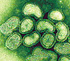Swine flu virus and SEO