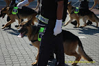 K-9 Unit K-9 Unit
