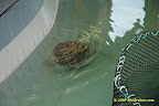 adult turtle adult turtle