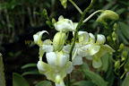 orchid orchid