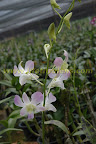 orchid plant orchid plant