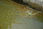 attracted to the stream of water attracted to the stream of water